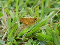 Hesperiinae