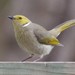 White-plumed Honeyeater - Photo (c) Bird Brains, some rights reserved (CC BY-NC), uploaded by Bird Brains