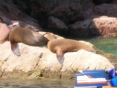 Zalophus californianus