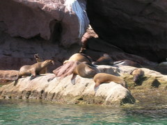 Zalophus californianus