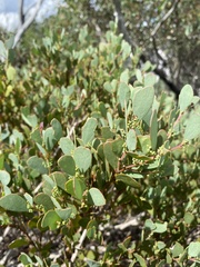Acacia alpina
