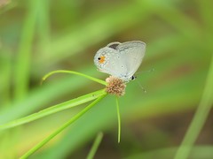 Eicochrysops messapus