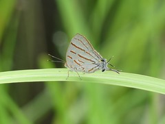 Hemiolaus caeculus