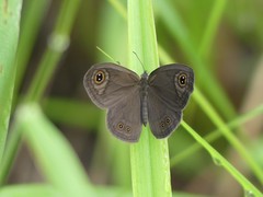 Coenyropsis bera
