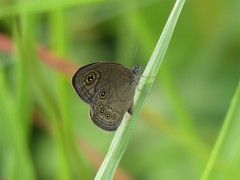 Coenyropsis bera