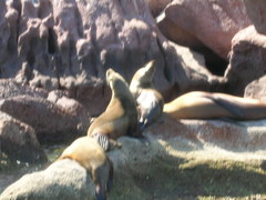 Zalophus californianus