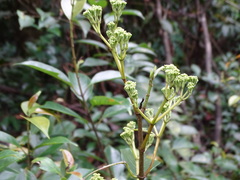 Urceola micrantha
