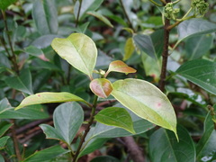 Urceola micrantha