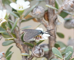 Pollanisus lithopastus