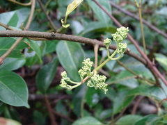 Urceola micrantha