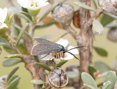 Pollanisus lithopastus