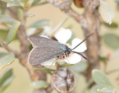 Pollanisus lithopastus