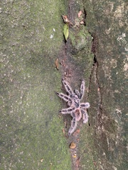 Lasiodora subcanens