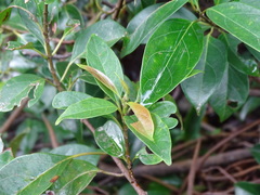 Urceola micrantha