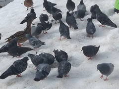 Columba livia domestica