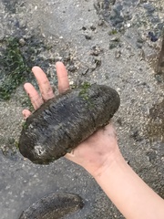 Holothuria scabra