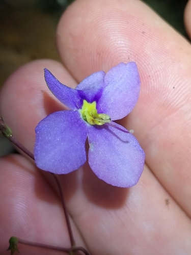 Image of Rock Violet (Boea hygroscopica) by (c) Matthew Borella, some rights reserved (CC BY)
