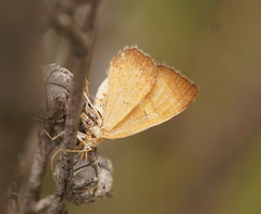 Chrysolarentia leucozona