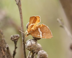Chrysolarentia leucozona