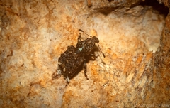 Telala