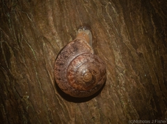 Nitor pudibundus