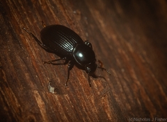 Hydissus feronioides