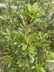 Tasmannia xerophila