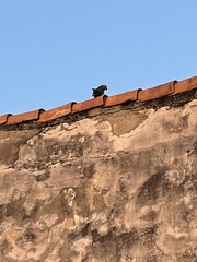 Amazona ochrocephala