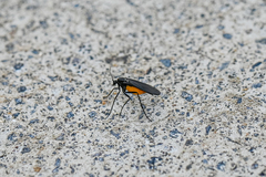 Sciara hemerobioides