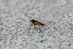 Sciara hemerobioides