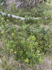 Tasmannia xerophila
