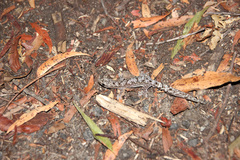 Amalosia jacovae