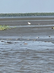 Platalea ajaja