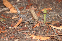 Amalosia jacovae