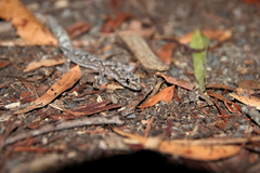 Amalosia jacovae