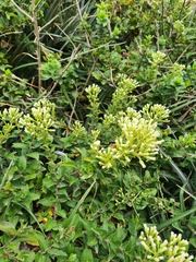 Baccharis racemosa