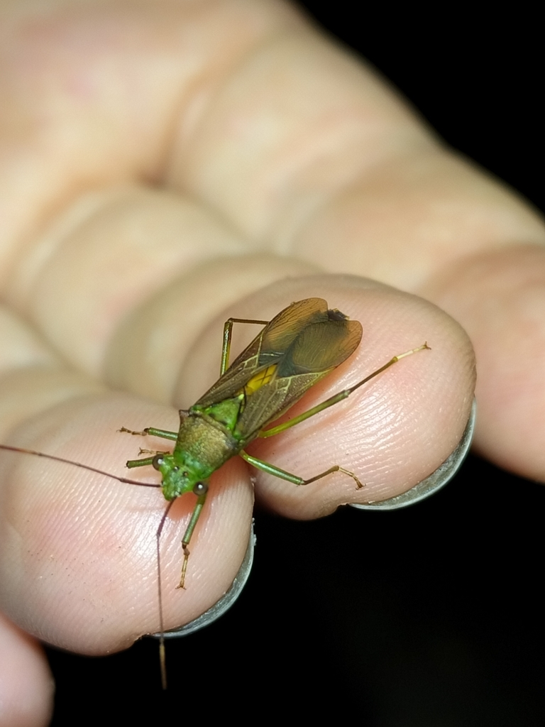 Piramurana