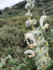 Salvia dominica