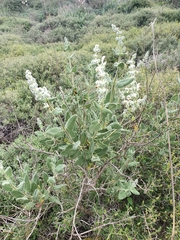 Salvia dominica