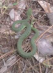 Trimeresurus