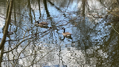 Branta canadensis