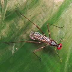 Micropezidae