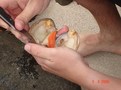 Megapitaria squalida