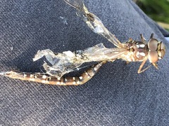 Dendroaeschna conspersa