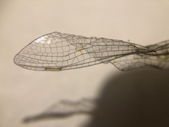 Dendroaeschna conspersa