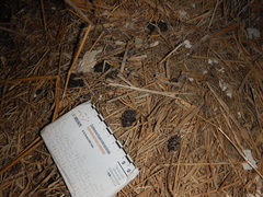 Athene noctua