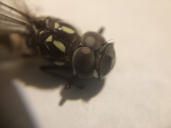 Dendroaeschna conspersa