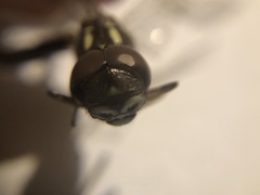 Dendroaeschna conspersa