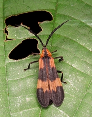 Lycidae