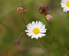 Brachyscome aculeata
